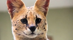 Сервіс - знижена версія гепарда